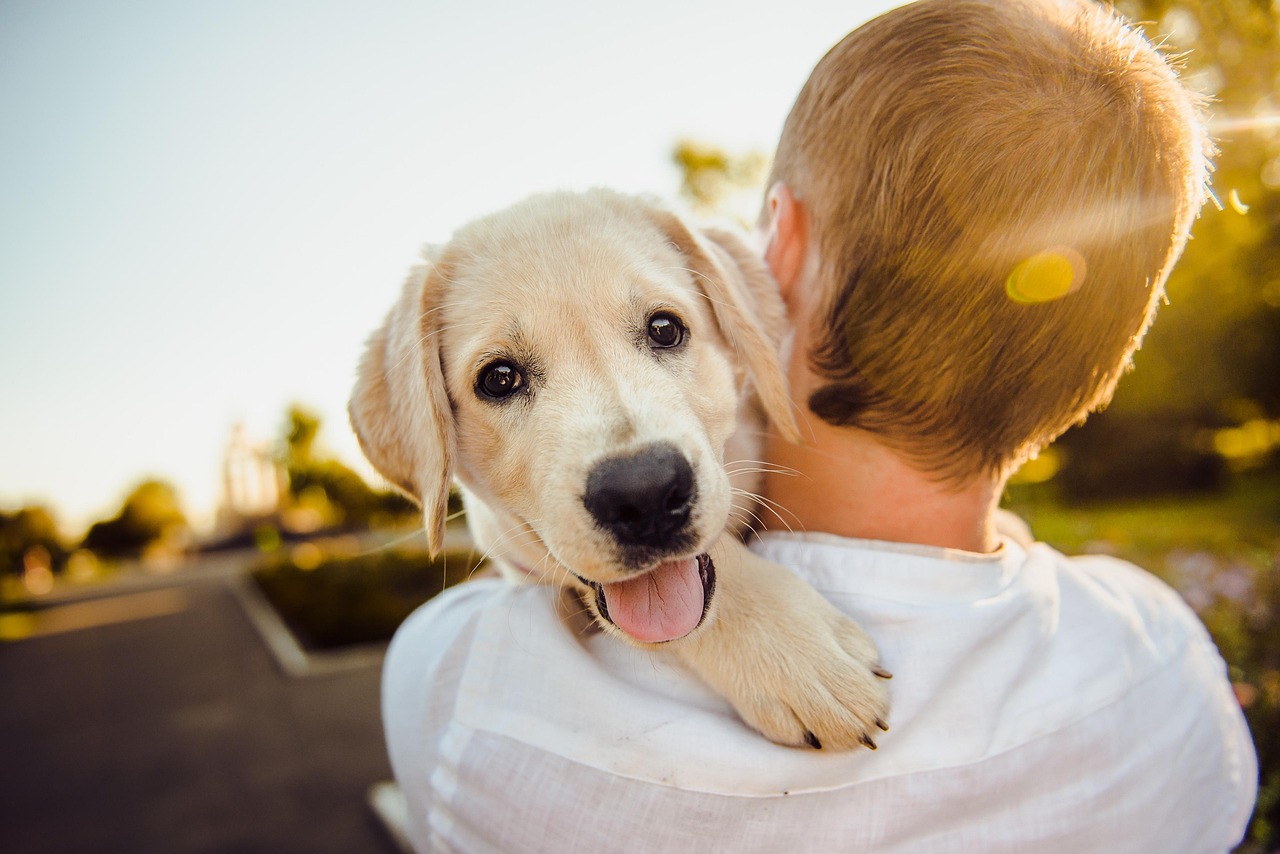  Master Advanced Dog Training Techniques: Tips for Experienced Owners to Take Their Skills to the Next Level 