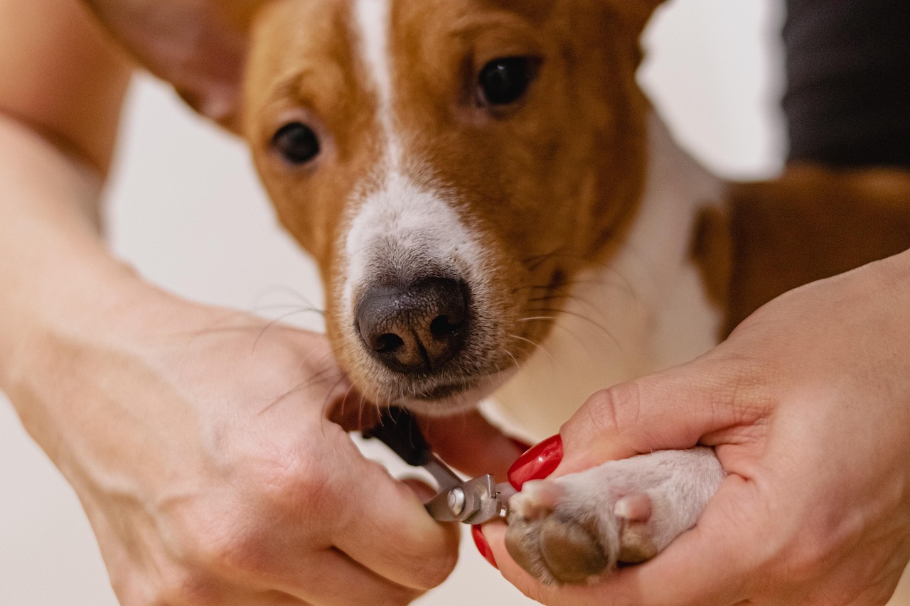  Best Diets for Popular Small Pets: What to Feed Your Furry Friends 