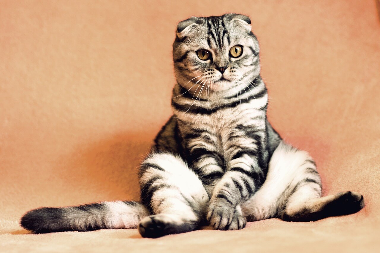 读懂毛孩心思:狗猫肢体语言完全解密,让你秒懂主子心情