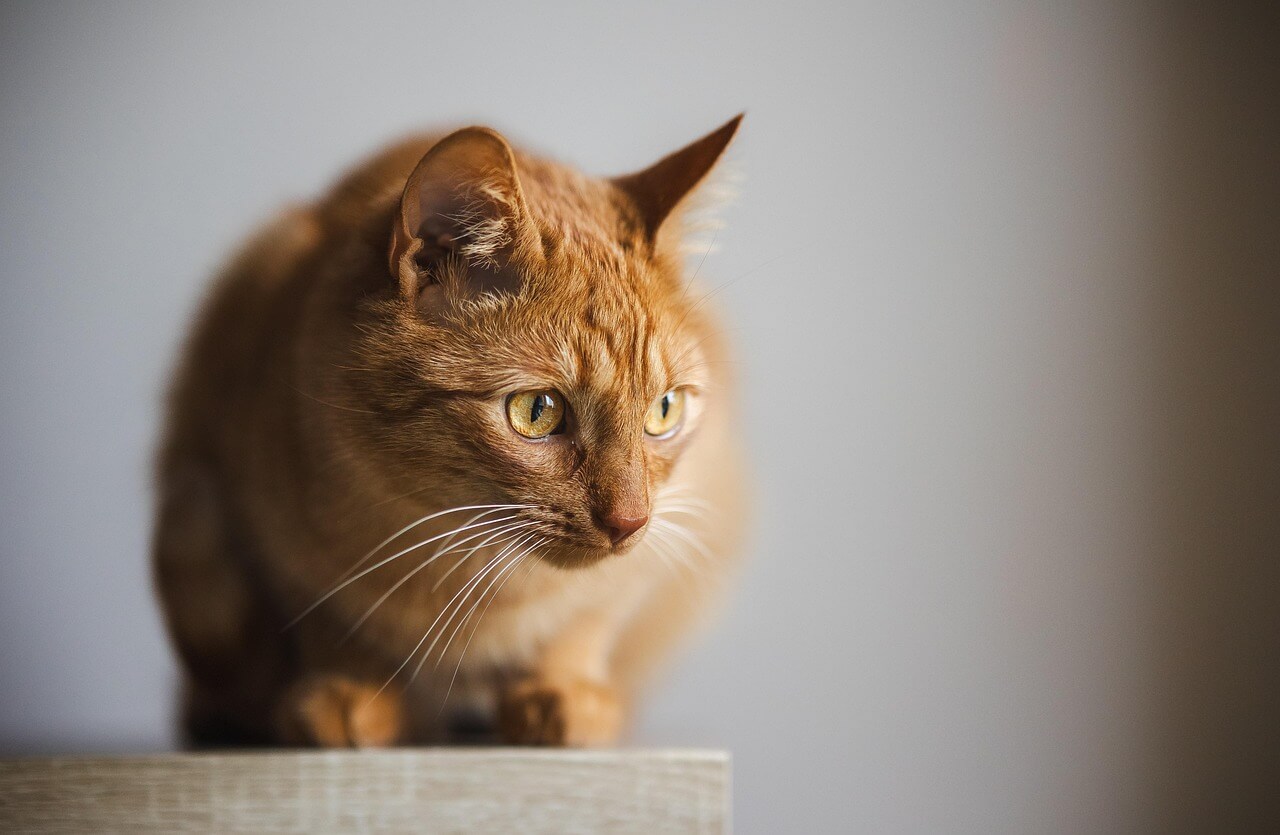猫咪不会喊疼！这8个隐藏的痛苦信号，90%的铲屎官都忽略了