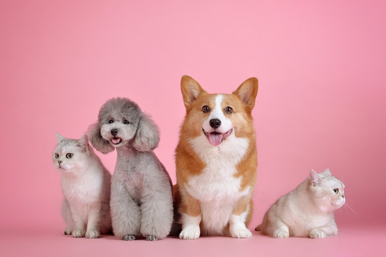 How to Create a First Aid Kit for Pets – A Complete Guide for Pet Owners